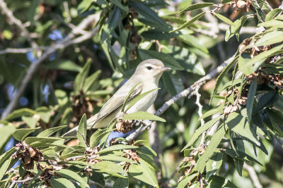 Warbling Vireo