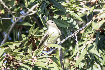 Warbling Vireo