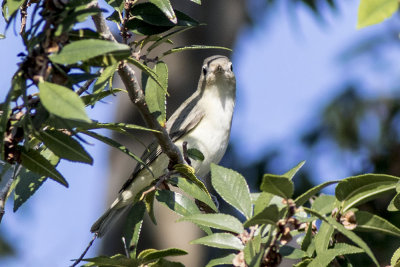 Warbling Vireo