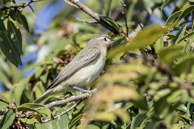 Warbling Vireo