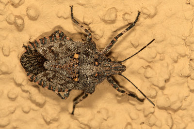 Rough Stinkbug (Brochymena affinis)