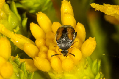 Seed Beetle (Stator limbatus)