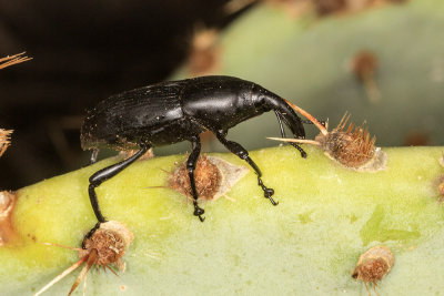 Prickly Pear Weevil (Cacophagus spinolae)
