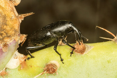 Prickly Pear Weevil (Cacophagus spinolae)
