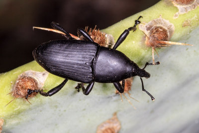 Prickly Pear Weevil (Cacophagus spinolae)
