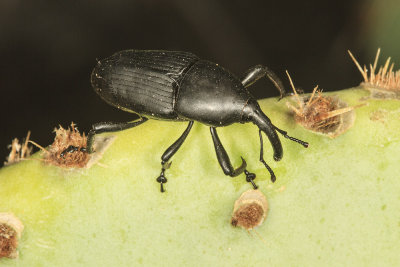 Prickly Pear Weevil (Cacophagus spinolae)