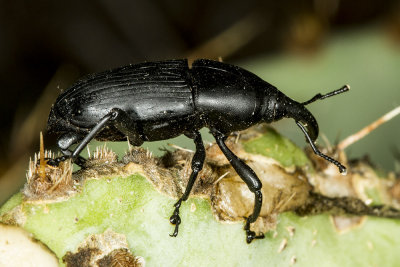 Prickly Pear Weevil (Cacophagus spinolae)