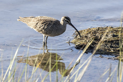 Whimbrel