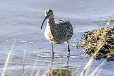 Whimbrel