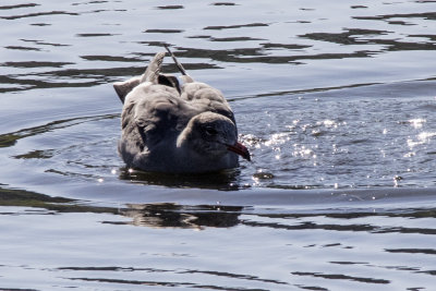 Heermann's Gull