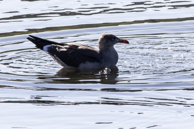 Heermann's Gull