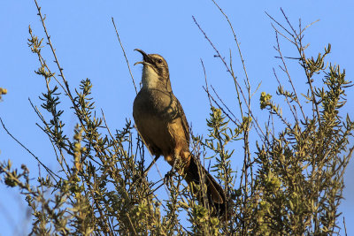 California Thrasher