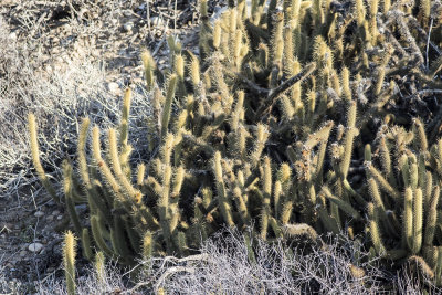 Golden Club Cactus (Bergerocactus emoryi)