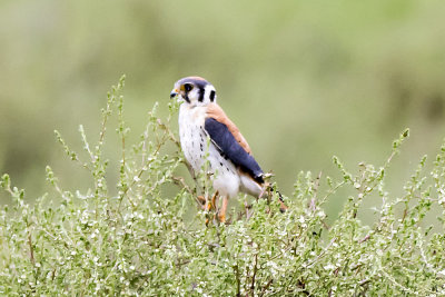 American Kestrel