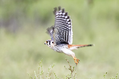 American Kestrel