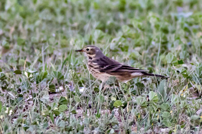 American Pipit