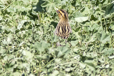 Bobolink