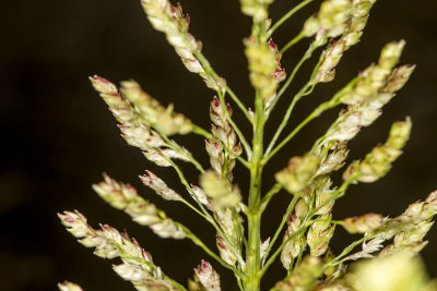 Giant Reed (Arundo donax)