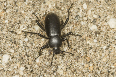 Stink Beetle (Coelocnemis sp.)