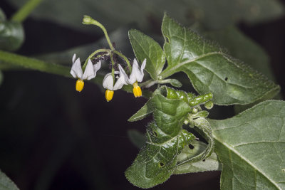 Douglas Nightshade (Solanum douglasii)