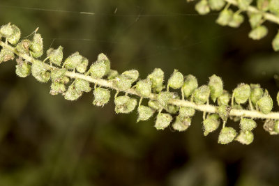 Western Ragweed ( Ambrosia psilostachya )