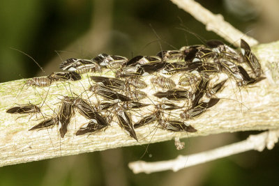 Bark Lice (Cerastipsocus venosus)