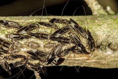 Bark Lice (Cerastipsocus venosus)