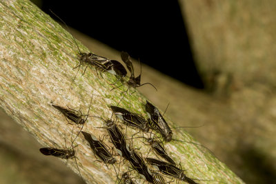 Bark Lice (Cerastipsocus venosus)