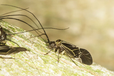 Bark Lice (Cerastipsocus venosus)