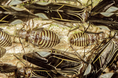 Bark Lice (Cerastipsocus venosus)