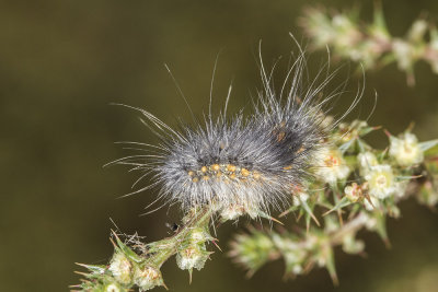 Salt Marsh Moth (Enstigmene acrea)