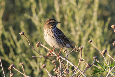 Savannah's Sparrow