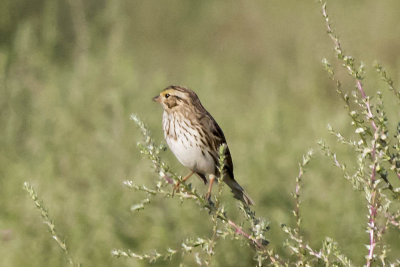 Savannah's Sparrow