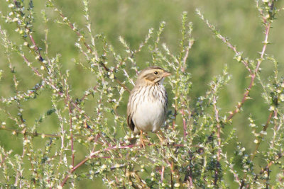 Savannah's Sparrow