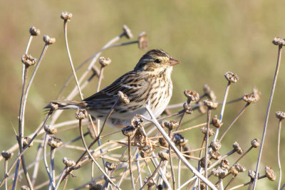 Savannah's Sparrow