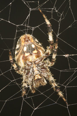 Spotted Orb Weavering Spider (Neoscona crucifera)