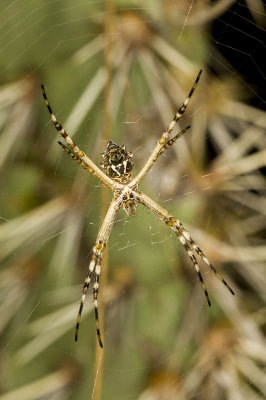 Silver Argiope (Argiope argentata)