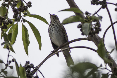 Hermit Thrush