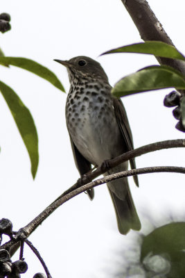 Hermit Thrush