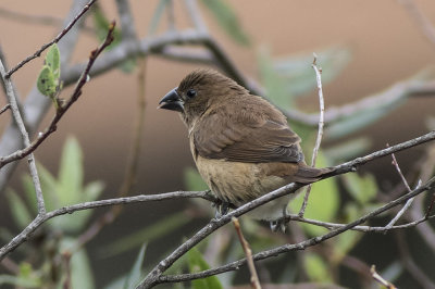 Scaly-breasted Munia