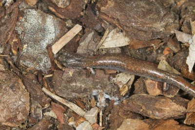 Garden Slender Salamander  (Batrachoseps major major)