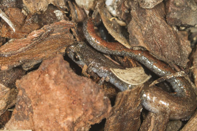Garden Slender Salamander  (Batrachoseps major major)