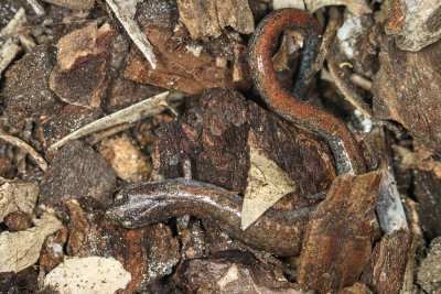 Garden Slender Salamander  (Batrachoseps major major)