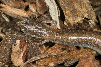 Garden Slender Salamander  (Batrachoseps major major)