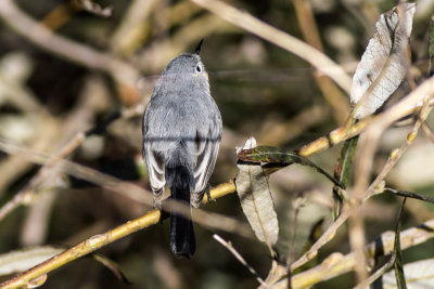 Blue-gray Gnatcatcher