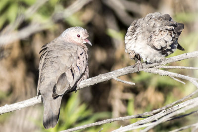 Common Ground Dove