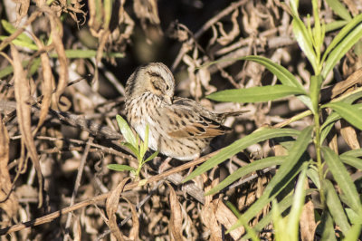 Lincoln's Sparrow