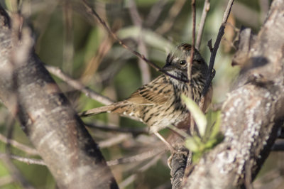 Lincoln's Sparrow