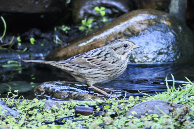 Lincoln's Sparrow