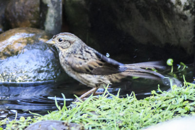 Lincoln's Sparrow